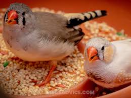 They are entertaining to watch, with vibrant, beautiful feathers, and they are relatively easy to attract to feeders. How To Attract Finches Goldfinches To Your Yard 12 Tips