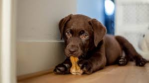 Dogs Puppies At Pet Stores May Be Spreading Drug Resistant Rottweiler Puppies Available And Ready For Sale Harare German In 2020 Your Dog Dog Ages Pet Store Puppies