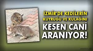 Izmir De Kedilerin Kuyrugu Ve Kulagini Kesen Cani Araniyor Yasam Oncu Sehir Gazetesi