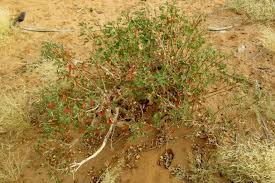 Image result for Euphorbia chevalieri