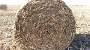 Check spelling or type a new query. Corn Stover Removal Nutrient Value Of Stover And Impacts On Soil Properties Cropwatch University Of Nebraska Lincoln