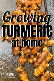 Growing Turmeric In Pots Grow Turmeric Growing Ginger Healthy Nutrition Foods