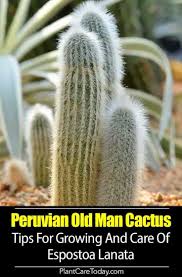 Cephalocereus senilis (old man cactus) is a columnar cactus with clusters of stems that may grow up to 50 feet (15 m) tall and up to 18. Espostoa Lanata Peruvian Old Man Cactus Large Columnar Wooly Type Stems Are Covered With Long Yellow Spines And A Cactus Trees To Plant Types Of Succulents