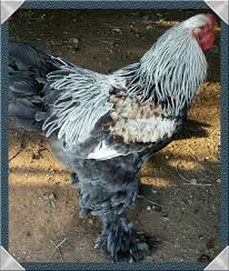 Pin By Rsl Refrigeration On Blue Silver Partridge Brahma Blue And Silver Brahma Blue