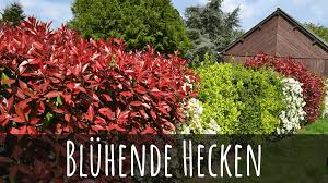 Infos zu pflege, schnitt & vermehrung ✔ lorbeerkirsche: Die 12 Besten Bluhenden Hecken Mit Bildern Pflanztipps