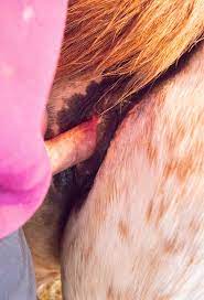 Pink mare pussy