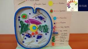 We did not find results for: Animal Cell Model Science 3d Project Model For Students Animal Cell Project Animal Cell 3d Youtube