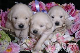 Pups have been ranch raised with kids and other animals. Home