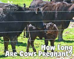 May 25, 2021 · after the origination procedure, the cows are pregnant for about nine months or you can say 38 to 44 weeks. How Long Are Cows Pregnant My Fearless Kitchen