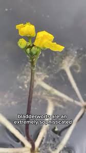 Kuvahaun tulos haulle bladderwort plant