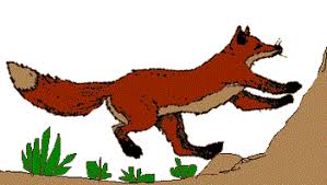 A wikipedia fálanos do raposo: Zorro Raboso O Raposo Mamiferos Vertebrados Reino Animal Fauna Aragon