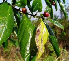 Image result for Xymalos monospora