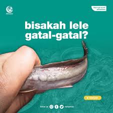 Namun pada kondisi serangan yang sudah berat, tanda yang muncul tidak hanya bintik putih saja. Fishantren Sohib Fishantren Ternyata Ikan Lele Juga Facebook
