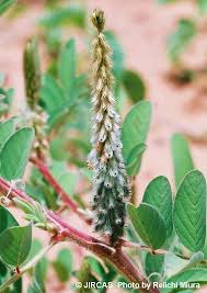 Image result for Indigofera astragalina