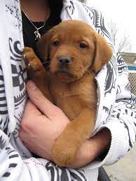 Blazindovers New Scotland Gunr Our Fox Red Labrador Retriever Labrador Retriever Fox Red Labrador Fox Red Labrador Puppy