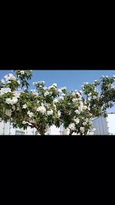 Image result for Cordia afra