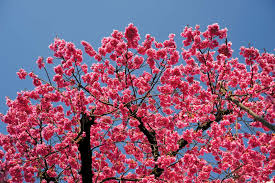 Image result for Prunus