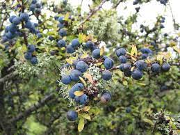 Check spelling or type a new query. How To Grow Blackthorn From Seed A Simple Recipe From Tcv