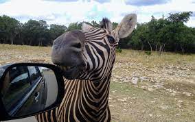 Drive Thru Safari Parks Near Austin Do512 Family Safari Park Animal Adventure Park San Antonio Zoo