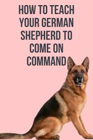 How To Train Your German Shepherd To Come On Command German Shepherd Puppies Training German Dog Commands German Shepherd Training