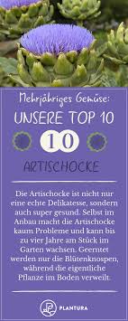 Mehrjahriges Gemuse Platz 10 Unserer Top 10 Artischocke Viele Wissen Wie Lecker Artischocken Sind Do Artischocken Pflanzen Pflanzen Artischocken Anbauen