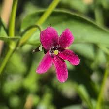 Image result for Jasminum beesianum