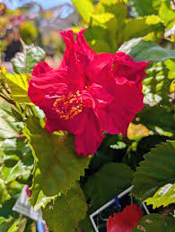 Image result for Hibiscus mechowii