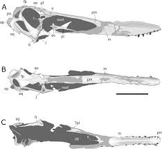 Cearadactylus is a genus of large anhanguerid pterodactyloid pterosaur from the romualdo formation of brazil, south america. Anhanguera Taxonomy Revisited Is Our Understanding Of Santana Group Pterosaur Diversity Biased By Poor Biological And Stratigraphic Control Peerj