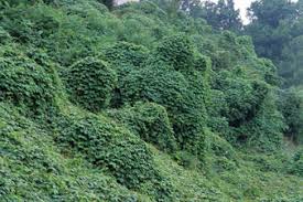 Image result for Pueraria