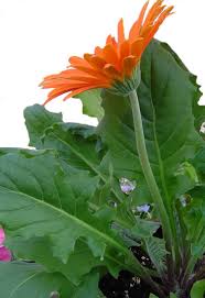 Cuore funebre molto dolce con trachelium, myrioclaudus, pittosporo e margherite gialle. Gerbera Come Curare E Coltivare Le Vostre Gerbere