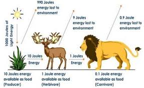 Merupakan tipe rantai makanan yang mana organisme dengan ukuran kecil justru memakan organisme berukuran besar. Lengkap Rantai Makanan Pengertian Komponen Jenis Contoh