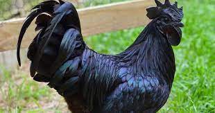 Free, printable coloring book pages, connect the dot pages and color by numbers pages for kids. Ayam Cemani A Rare Chicken Breed That Is Black Inside Out Amusing Planet