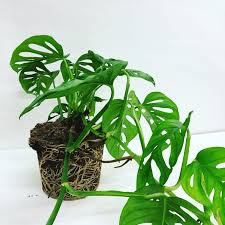 Pin By Mari On I Plants And Planters Plants Planting Flowers Indoor Plants