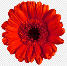 Learn about plants that bloom in this lovely hue and how coral flowers can enhance the beauty of your garden. Transvaal Daisy Common Daisy Red Flower Coral Flowers Orange Color Desktop Wallpaper Png Pngwing