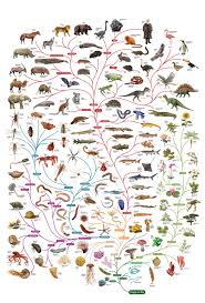 Earth Artifact Evolution Of Life Visualisation Examples