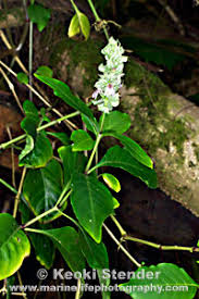 Image result for Justicia betonica