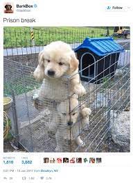 Our first contact with many families occurs after losing their previous golden to cancer at an early age. Pin On Sweet Baby Animals
