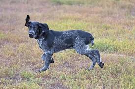 We did not find results for: The Willful Stubborn German Wirehaired Pointer Temperament And More