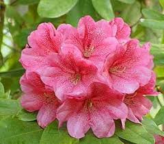 Plant Descriptions Rhododendron Plant Rhododendron Plants