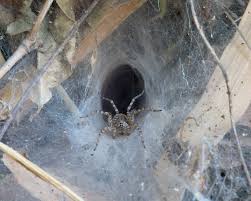 Maybe you would like to learn more about one of these? File Hippasa Holmerae Lawn Wolf Spider In Its Funnel Web 2 Jpg Wikipedia