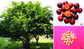 Image result for Flacourtia