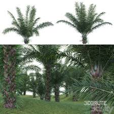 Image result for Elaeis