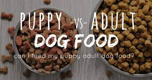 Can Puppies Eat Adult Dog Food Puppy Vs Dog Nutrition What You Need To Know