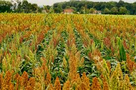 Image result for Sorghum
