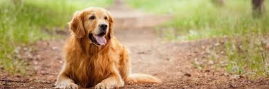 Which dog food is best for your dog? Healthy Dog Food Brands Our Top 10 Picks In 2019 Therapy Pet