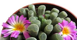 Image result for Cineraria pulchra