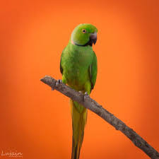 ببغاء الدرة Photoshop Photography Parrot Photoshop