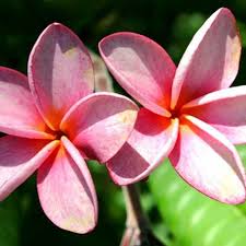 Beautiful Fragrant Plumeria Blossoms Plumeria Flowers Plumeria Tree Plumeria Care