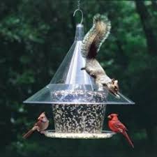 Bird Feeder Protection From Squirrels Five Inexpensive Ways To Squirrel Proof Your Bird Feeder Squirrel Proof Bird Feeders Bird Feeders Backyard Birds