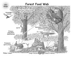 Solved: The Image Shows A Food Web. 0 Which Organism Is Both A Primary  Consumer And A Secondary Co [Biology]